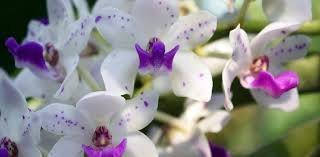 Orquídeas, parte de la identidad floral de Fusagasugá